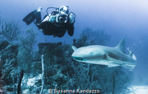 a nurse shark in Banco Chinchorro by Susanna Randazzo 